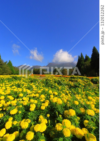 くじゅう連山とマリーゴールド畑（竹田市久住町・縦構図） 132012262