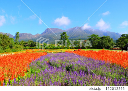 くじゅう連山とサルビア畑（竹田市久住町） 132012263