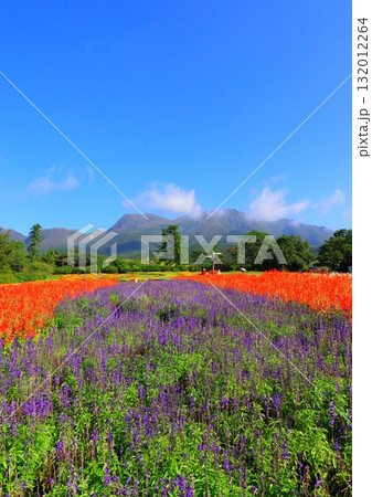 くじゅう連山とサルビア畑(竹田市久住町・縦構図) くじゅう連山とサルビア畑(竹田市久住町・縦構図) 132012264