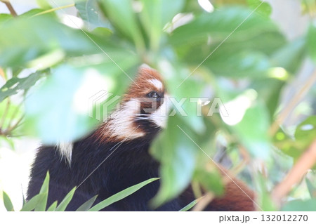 茂みの中のレッサーパンダ 132012270