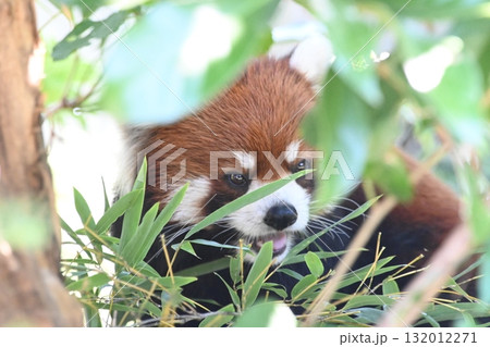 茂みの中のレッサーパンダ 132012271