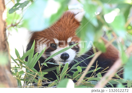 茂みの中のレッサーパンダ 132012272