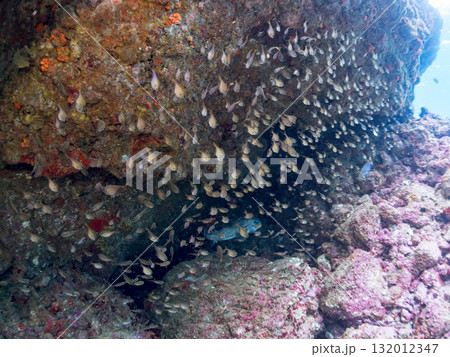 ミナミハタンポの群れ、イシガキフグ他。静岡県伊豆半島南伊豆町中木ヒリゾ浜-2025年 132012347