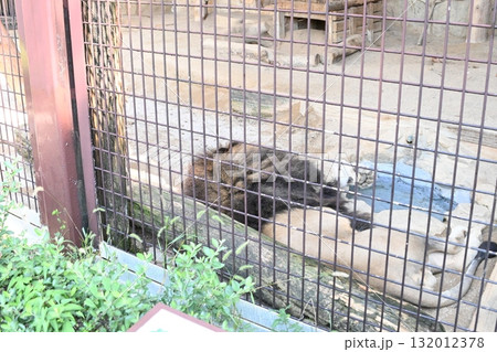 展示場で背中を向けて眠るオスライオン 132012378