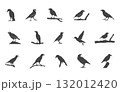 Myna bird svg, Myna bird silhouette, Myna birds vector, Myna birds drawing, Myna svg, Myna silhouette. 132012420