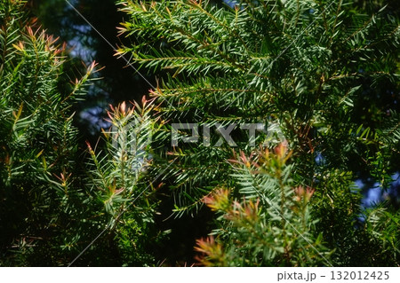 Melaleuca bracteata macro leaves small world 132012425