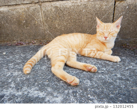 寝転ぶ野生の猫 132012455