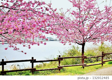 早春の海岸に咲いた河津桜 132012485