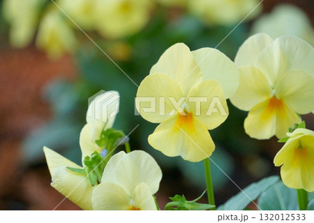 薄い黄色のパンジーの花 132012533