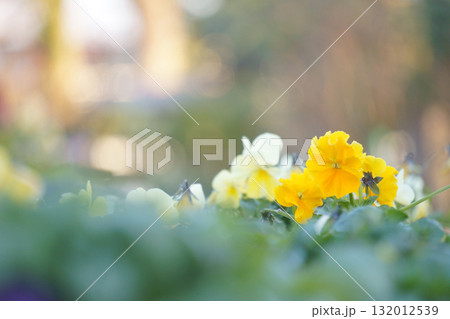 花壇で光を浴びて咲く黄色いパンジー 132012539