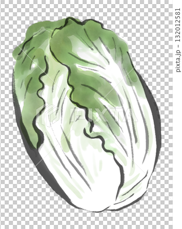 Ink painting style illustration of Chinese cabbage 132012581