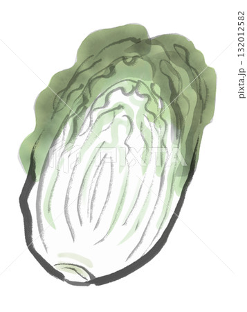 白菜の水墨画風イラスト 132012582