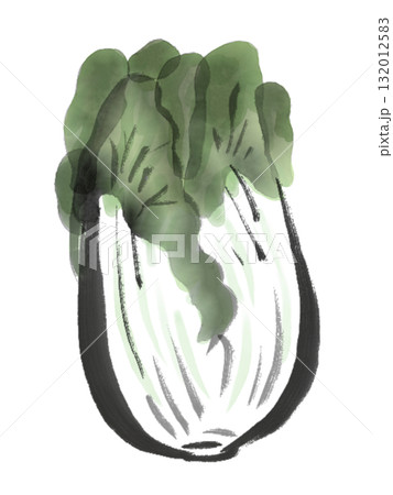 白菜の水墨画風イラスト 132012583