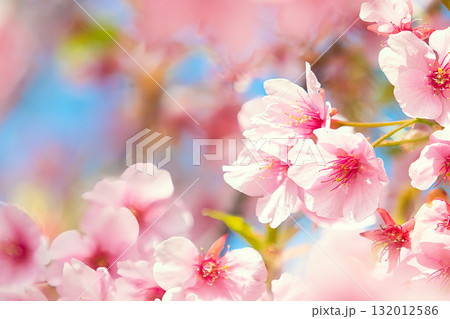 青空を背景にした河津桜 青空を背景にした河津桜 132012586