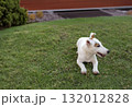 Jack Russell puppy lies on the grass in front of the house. 132012828