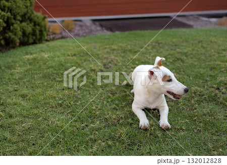 Jack Russell puppy lies on the grass in front of the house. 132012828
