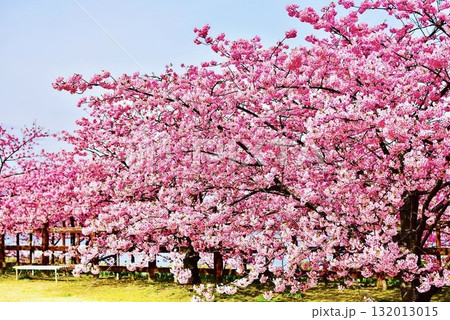 朝日があたる満開の河津桜3 132013015