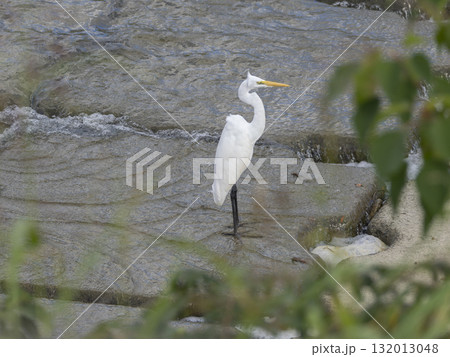 猪名川の堰に立つダイサギ 132013048