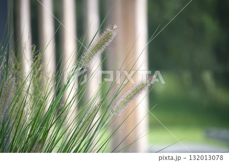 Close-up of ornamental grass with blurred background Close-up of ornamental grass with blurred background 132013078