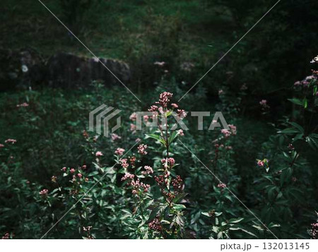 羽を休める蝶 132013145