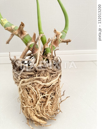 写真素材: 根腐れしたモンステラ 写真素材: 根腐れしたモンステラ 132013200
