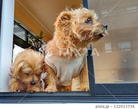窓から顔を出す犬 132013738