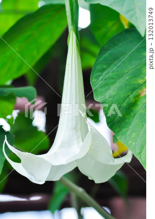 Angels Trumpet, Brazils White Angel Trumpet or  Brugmansia suaveolens or brugmasia suaveolens or Datura or Solanaceae 132013749