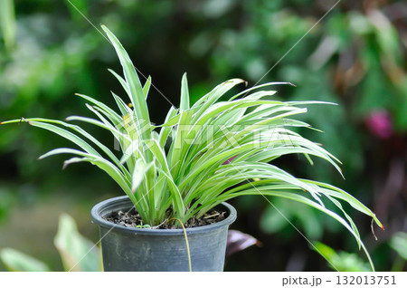 Chlorophytum comosum or spider plant or Chlorophytum comosum Variegatum , Variegatum or Asparagaceae, Chlorophytum bichetii 132013751