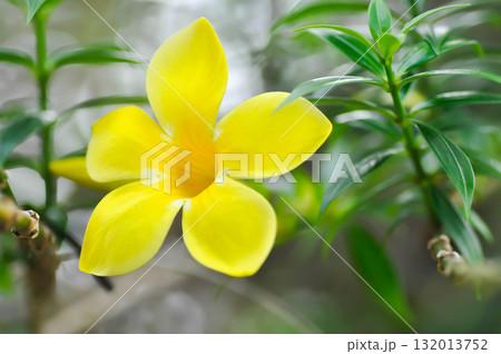 Allamanda cathartica L , Golden trumpet or Allamanda or APOCYNACEAE 132013752
