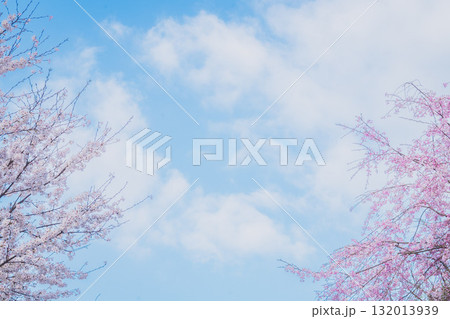 青空と桜の広がる春の風景 132013939