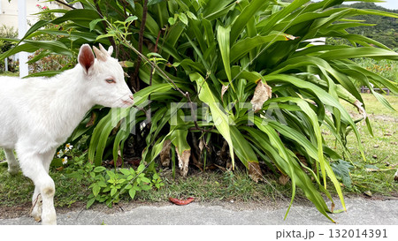 沖縄県渡嘉敷島、自然の中の白ヤギ 132014391