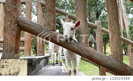 沖縄県渡嘉敷島、自然の中の白ヤギ 132014394