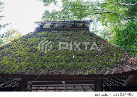 かやぶき屋根と葉が青い楓 かやぶき屋根と葉が青い楓 132014406