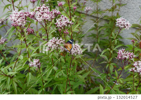 フジバカマの花と蝶 フジバカマの花と蝶 132014527