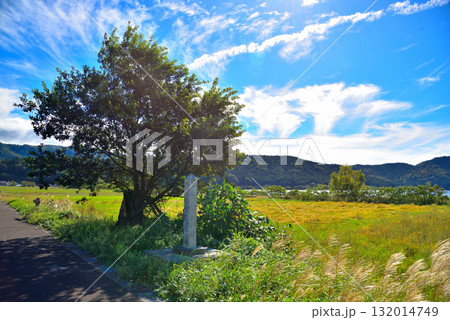 《滋賀県》余呉湖　天女の衣掛柳 132014749
