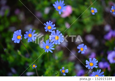 ブルーデイジーのお花 ブルーデイジーのお花 132015184