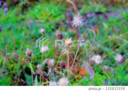 11月の信州青木村の風景　　　信州の風景 132015339