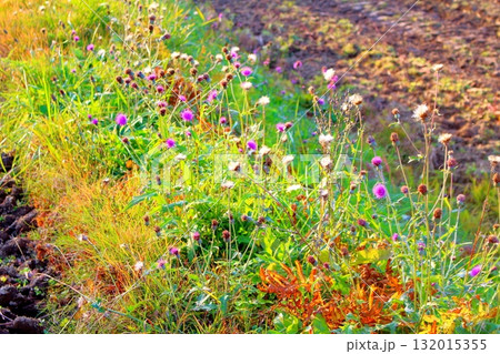 11月の信州青木村の風景 信州の風景 11月の信州青木村の風景 信州の風景 132015355