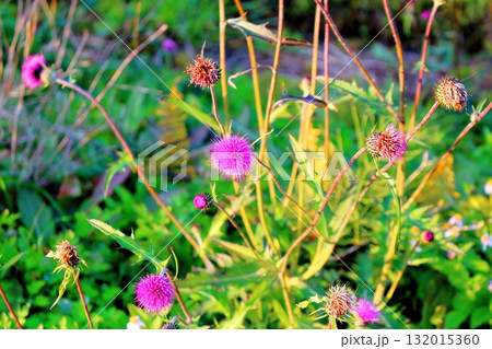11月の信州青木村の風景　　　信州の風景 132015360