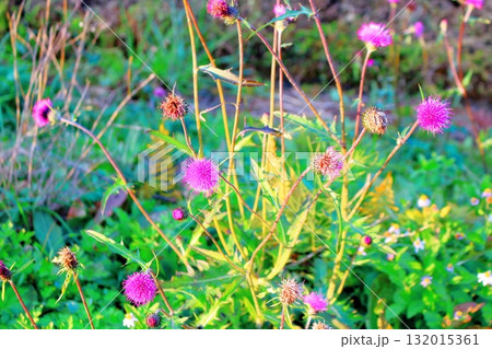 11月の信州青木村の風景 信州の風景 11月の信州青木村の風景 信州の風景 132015361