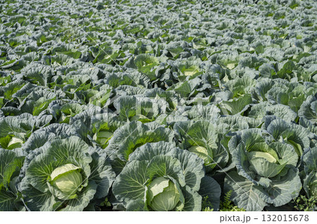 嬬恋村のキャベツ畑 嬬恋村のキャベツ畑 132015678
