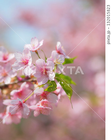 満開の河津桜 満開の河津桜 132015823