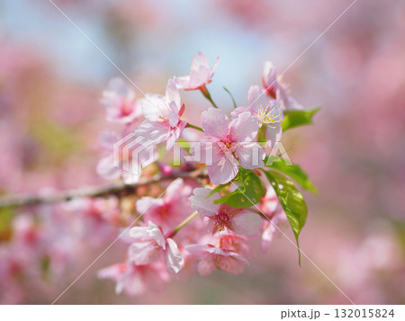 満開の河津桜 132015824
