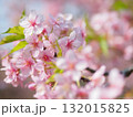 満開の河津桜 132015825