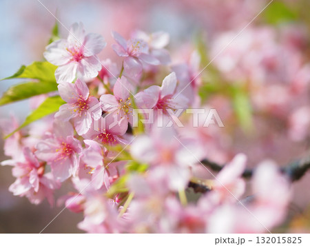 満開の河津桜 132015825