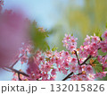 満開の河津桜 132015826