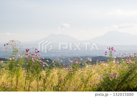 秋の花コスモスが咲き誇る夕暮れに映える色とりどりの秋桜 132015880
