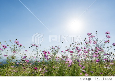 秋の花コスモスが咲き誇る夕暮れに映える色とりどりの秋桜 132015888