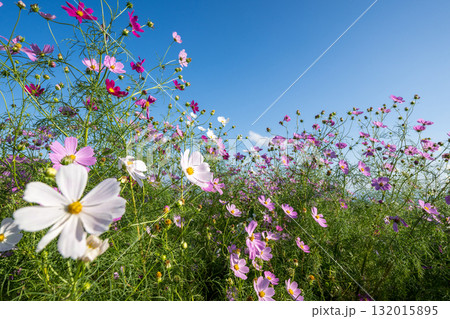 秋の花コスモスが咲き誇る夕暮れに映える色とりどりの秋桜 秋の花コスモスが咲き誇る夕暮れに映える色とりどりの秋桜 132015895