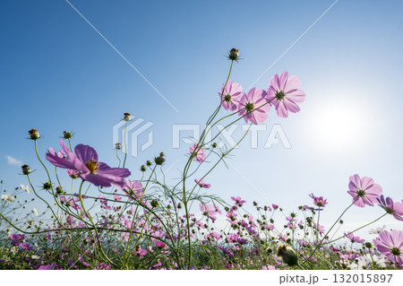 秋の花コスモスが咲き誇る夕暮れに映える色とりどりの秋桜 秋の花コスモスが咲き誇る夕暮れに映える色とりどりの秋桜 132015897